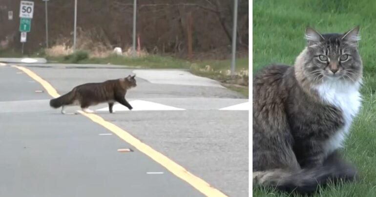 cat crossing us canada border louis vuitton