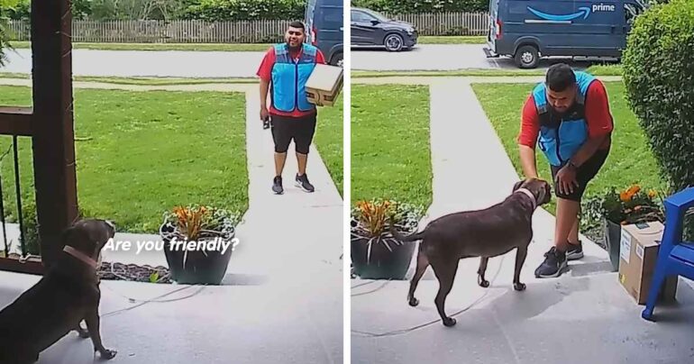 delivery driver talking to dog