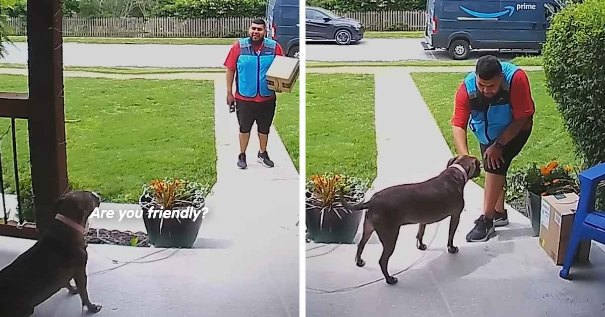 delivery driver talking to dog