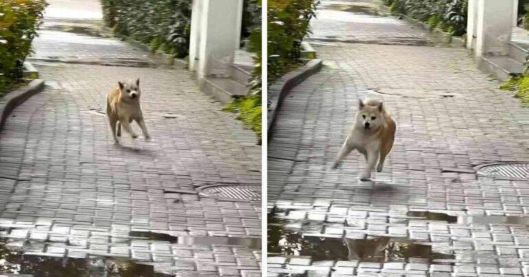 dog dancing while walking