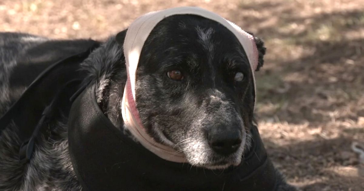 dog fights off bear