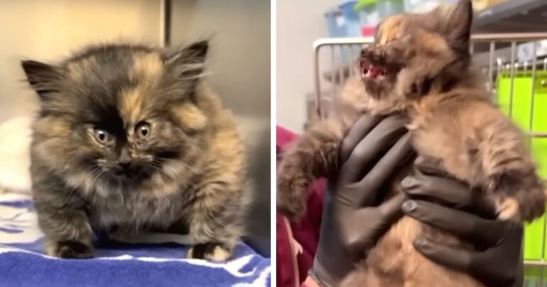 kitten inflated like a balloon