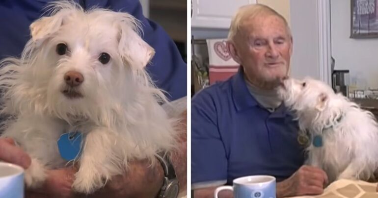 neighbor dog saves injured man
