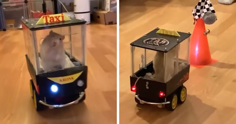 rats driving car