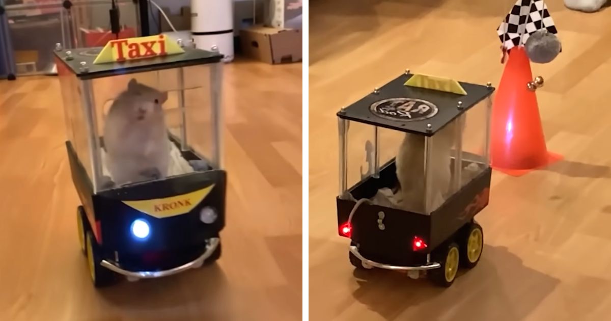 rats driving car