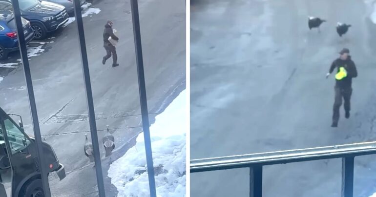ups driver chased by turkeys