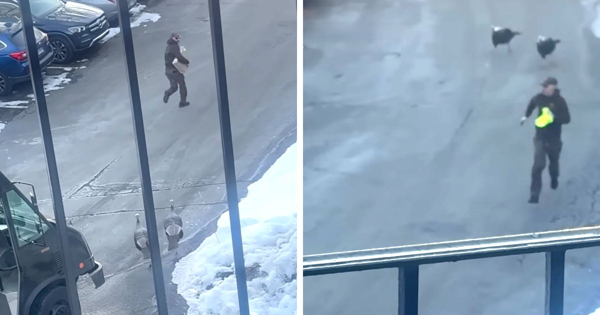 ups driver chased by turkeys