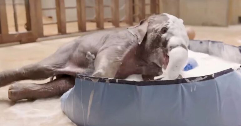 baby-elephant-bubble-bath