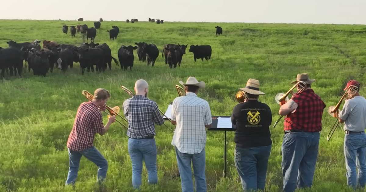 cows-react-to-trombone-music