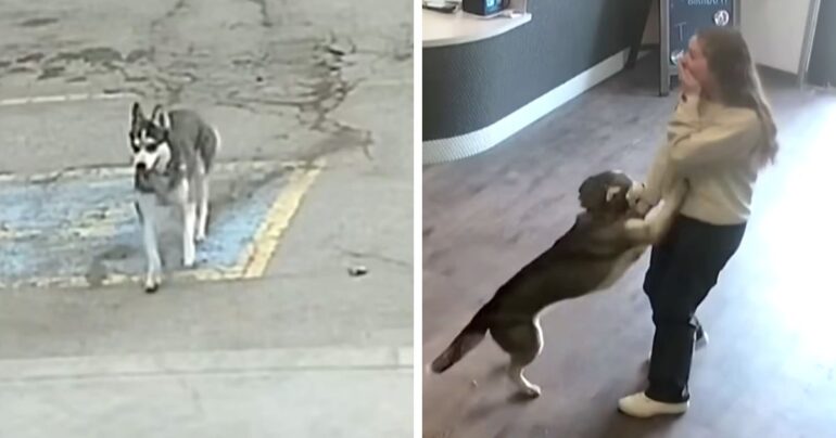 dog-escapes-home-and-walk-daycare