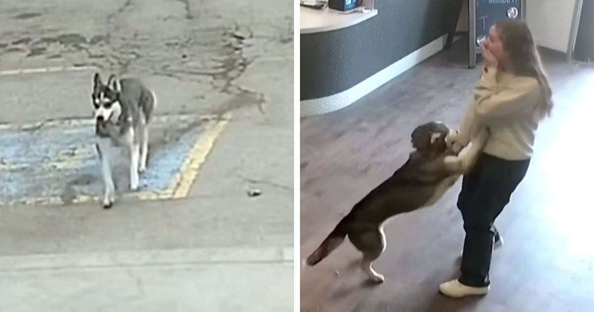 dog-escapes-home-and-walk-daycare