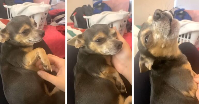 dog-fakes-injury-video