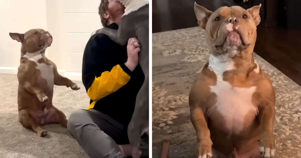 dog sits like human waiting for pets