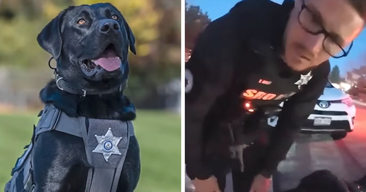 k9-rex-finds-missing-girl