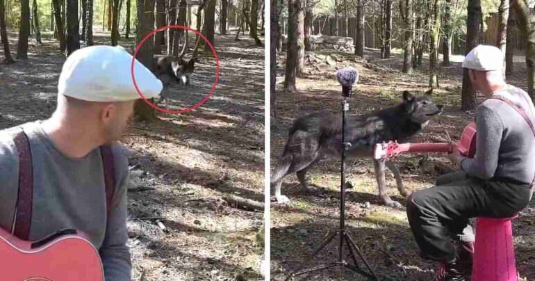 musician plays for wolf