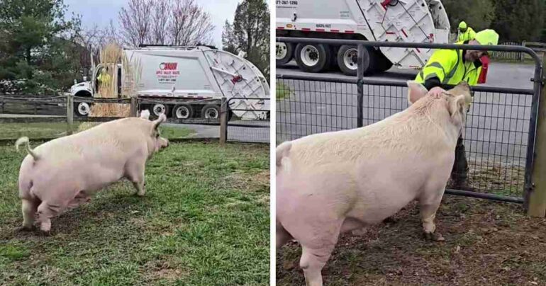 pig-seeing-best-friend