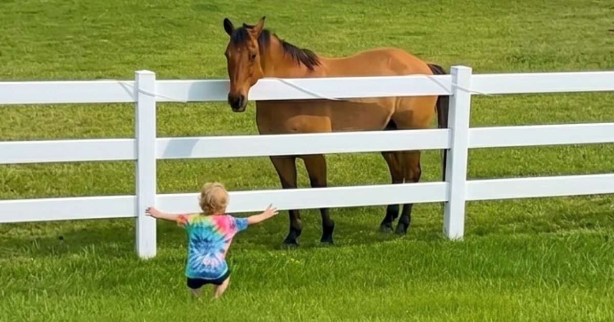toddler-calls-horses-adorable-reaction
