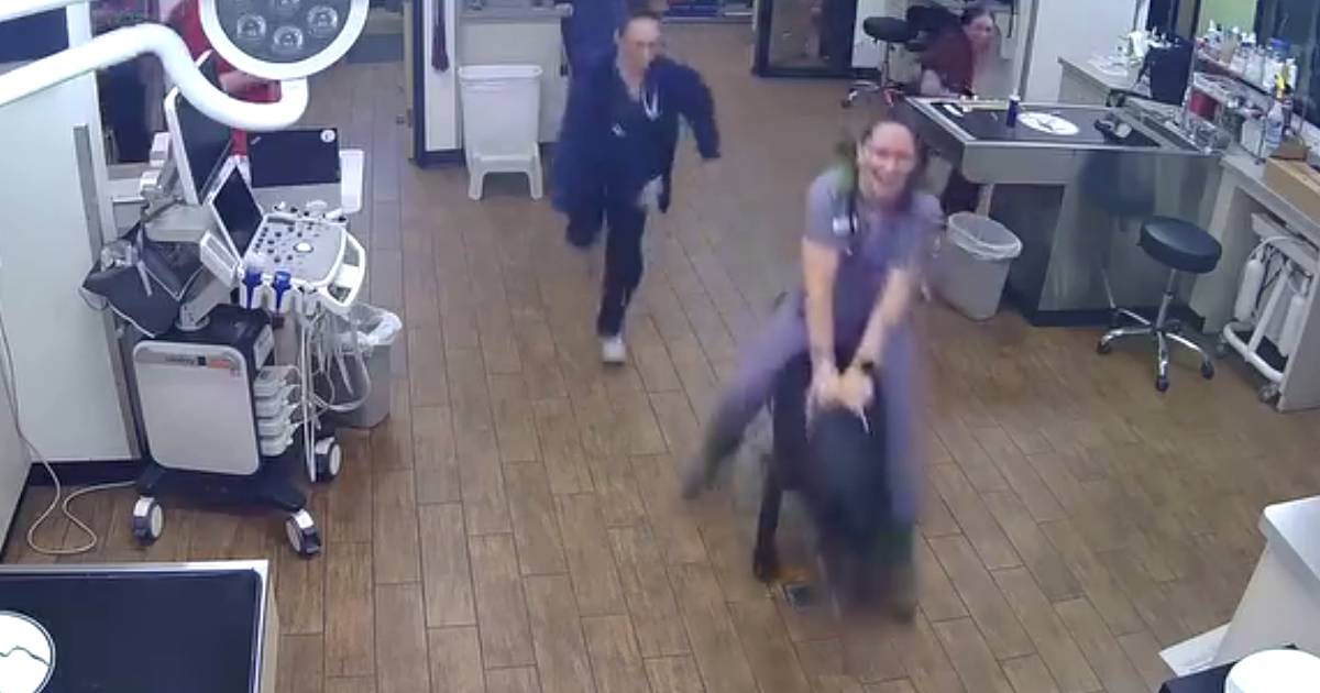 dog escapes from vet clinic