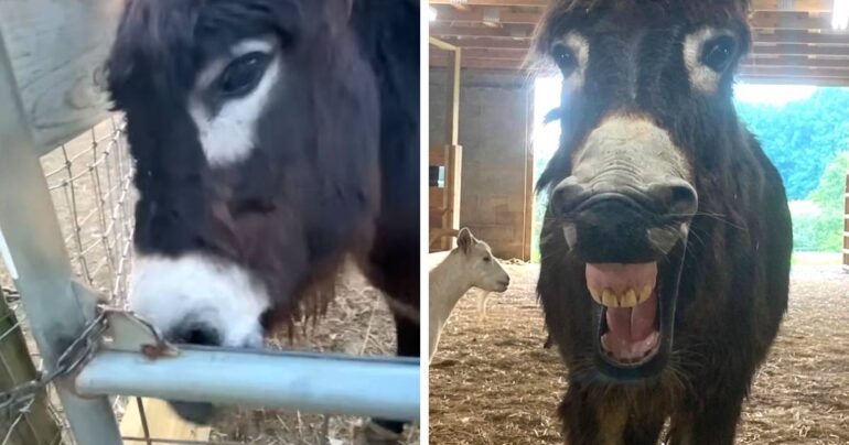 donkey-opening-gate