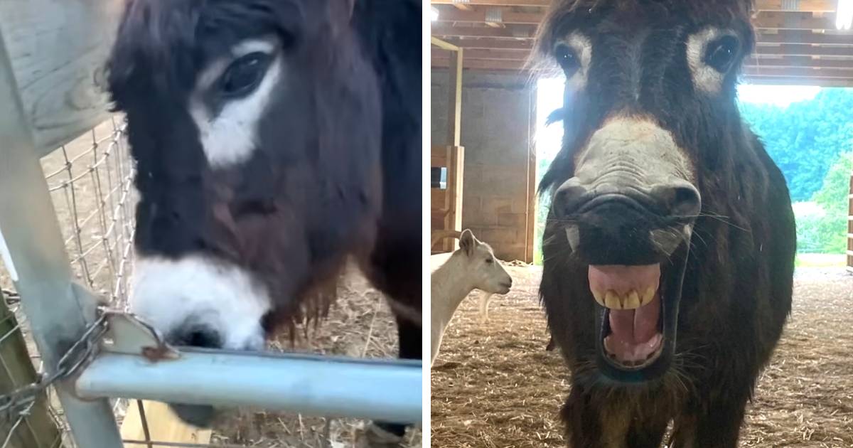 donkey-opening-gate