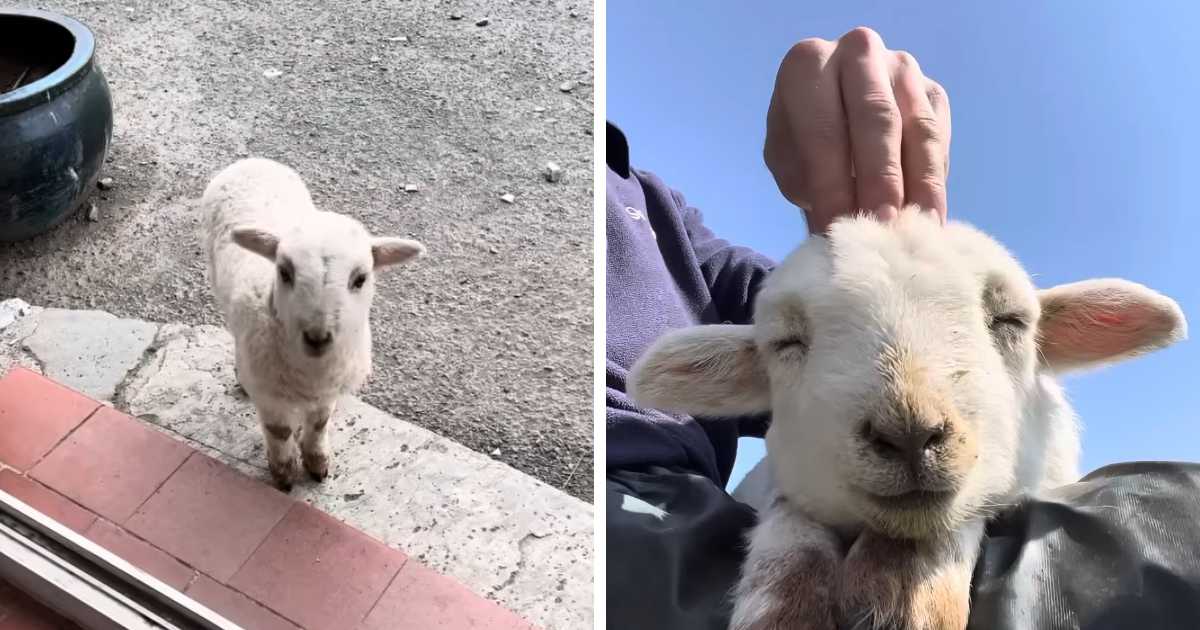 lamb gets head massage