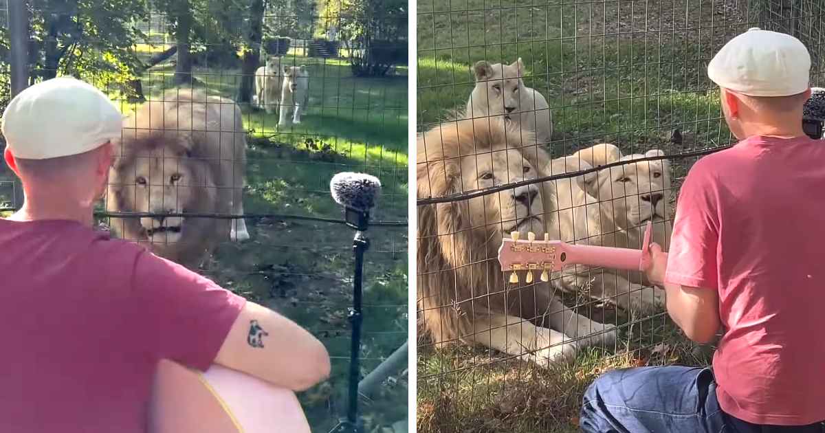 man-plays-music-for-lions-plumes