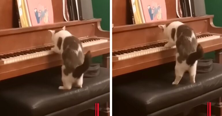 cat playing piano meow zart