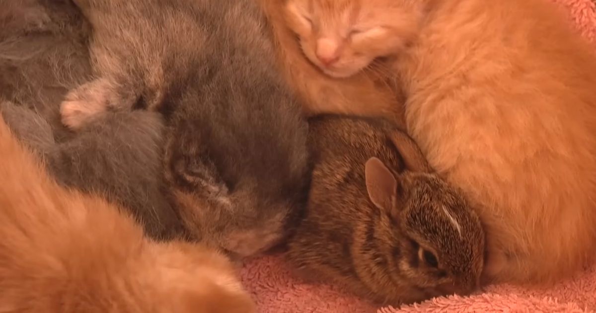 cat raises rabbit