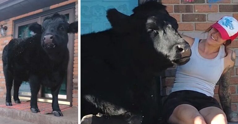 daisy porch cow