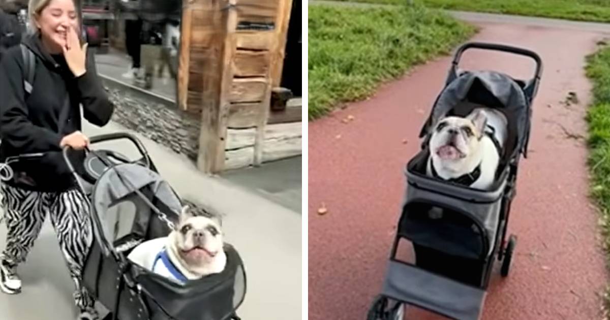 dog speaking in public