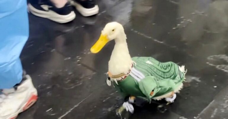 mexico city pet duck merlin viral world cup 2026