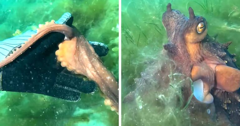 octopus grabs divers hand