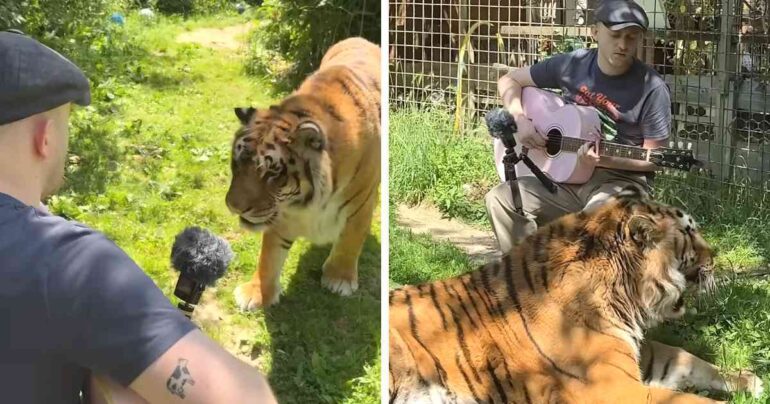playing tears in heaven to tiger plumes