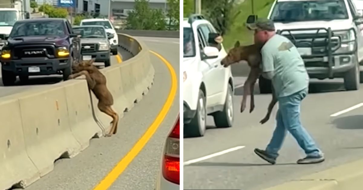stranded moose calf on highway