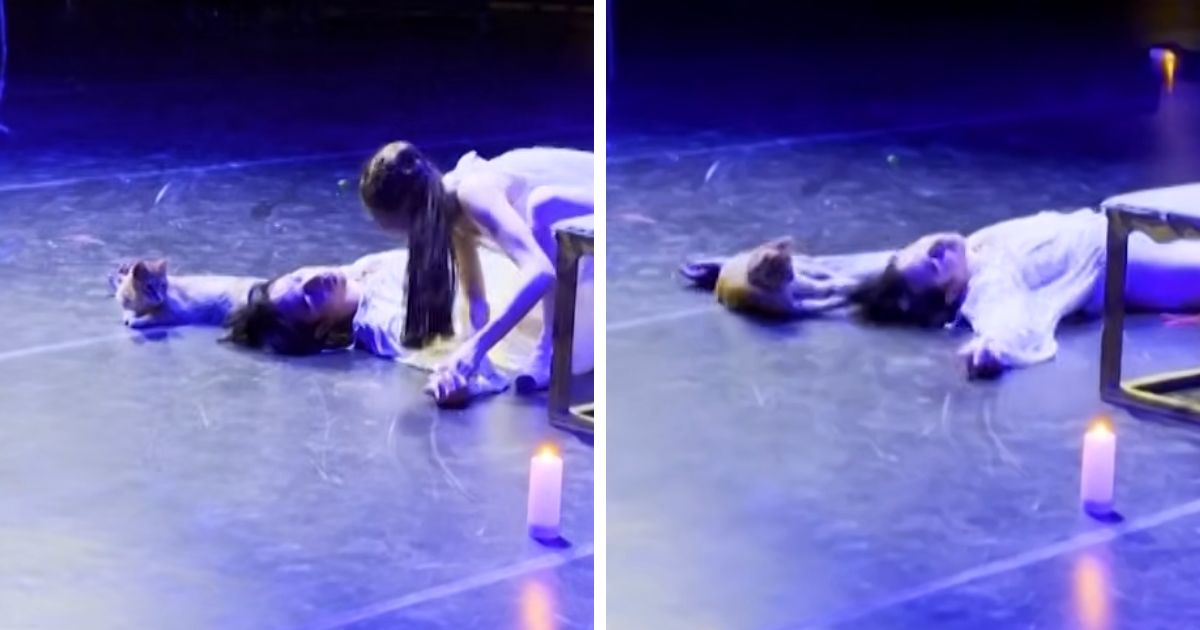 stray cat crashes romeo and juliet ballet