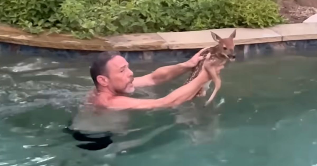 baby deer pool rescue video