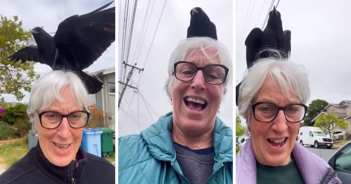 crow lands on head