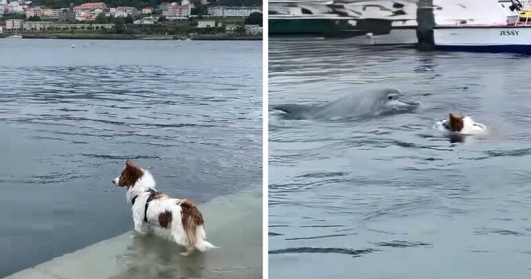 dog and dolphin friendship ireland