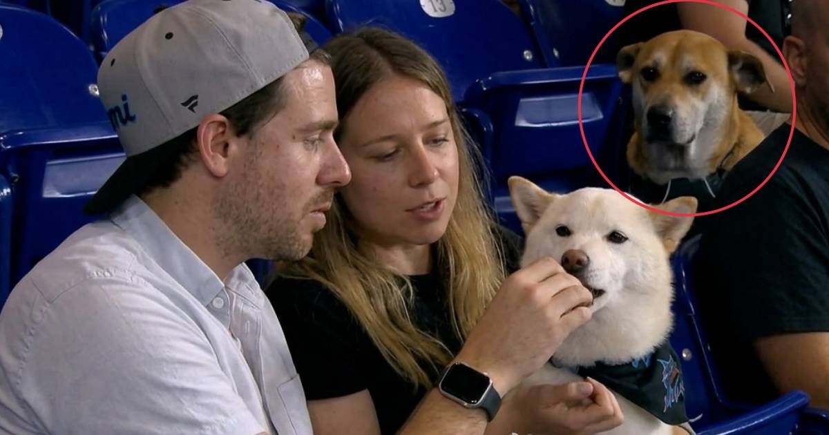 dog staring at other dog marlins