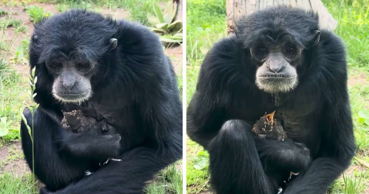 gibbon caring for bird video