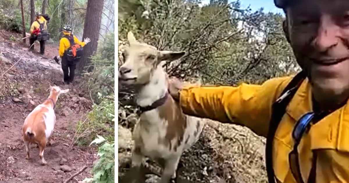 goat guides firefighters colorado wildfire