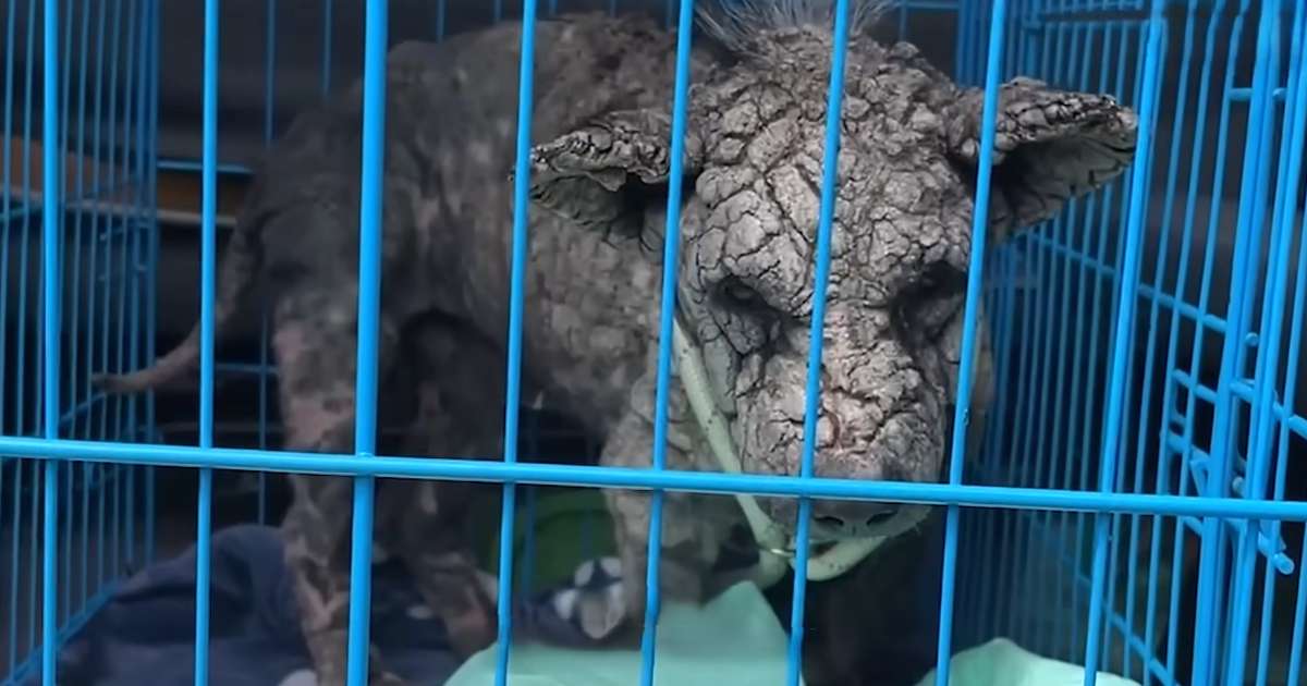 mange dog rescue poleng transformation