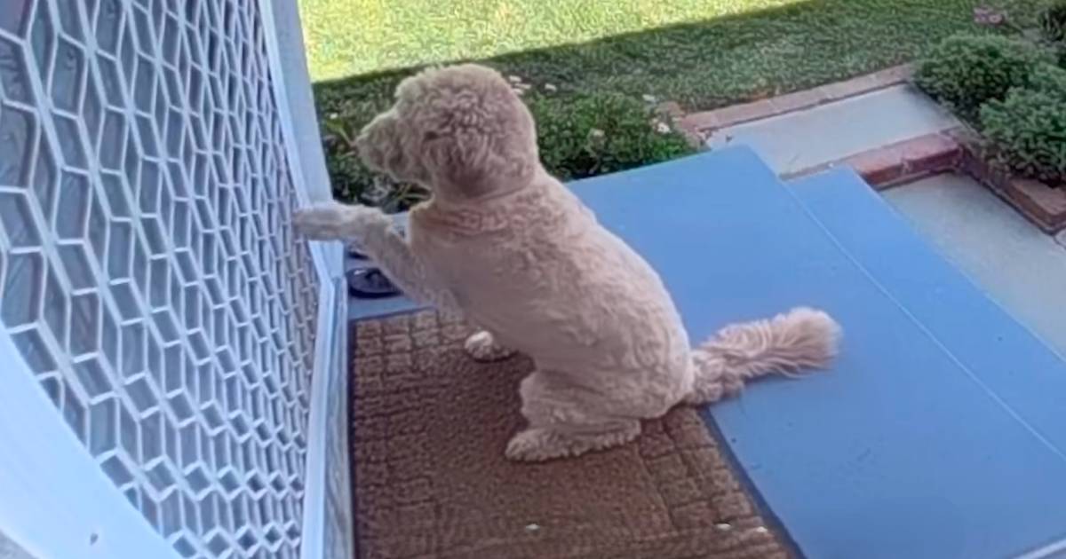 dog knocks on neighbors door