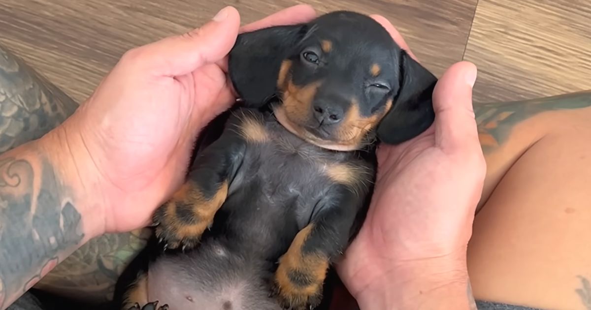 dog sleeps like a baby
