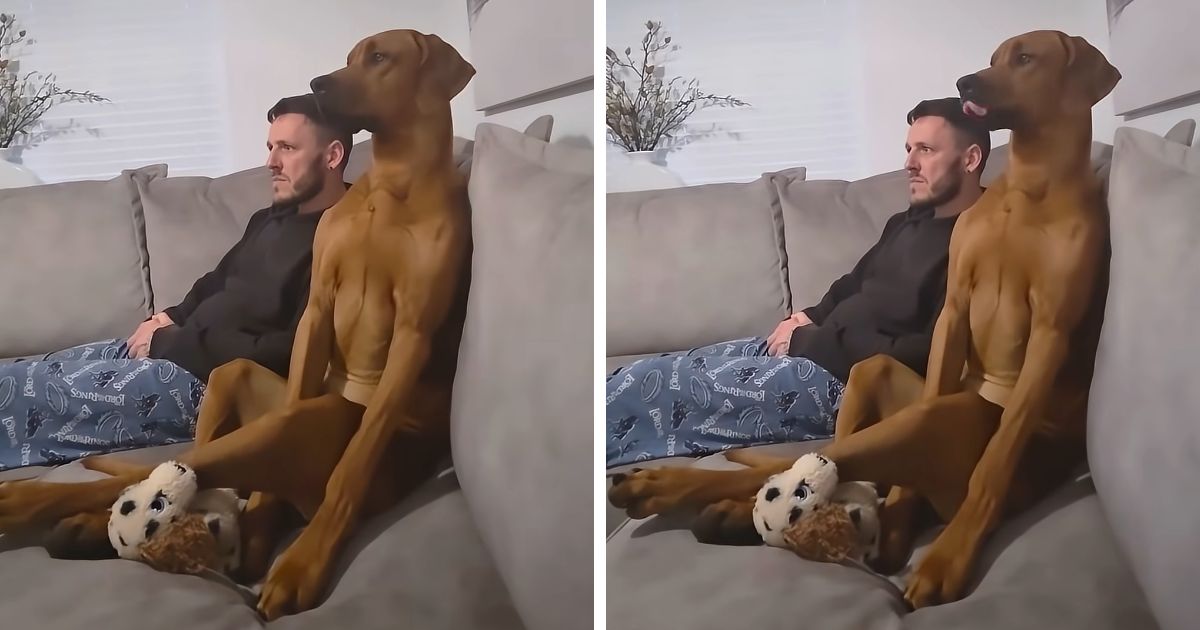 dog watching football game