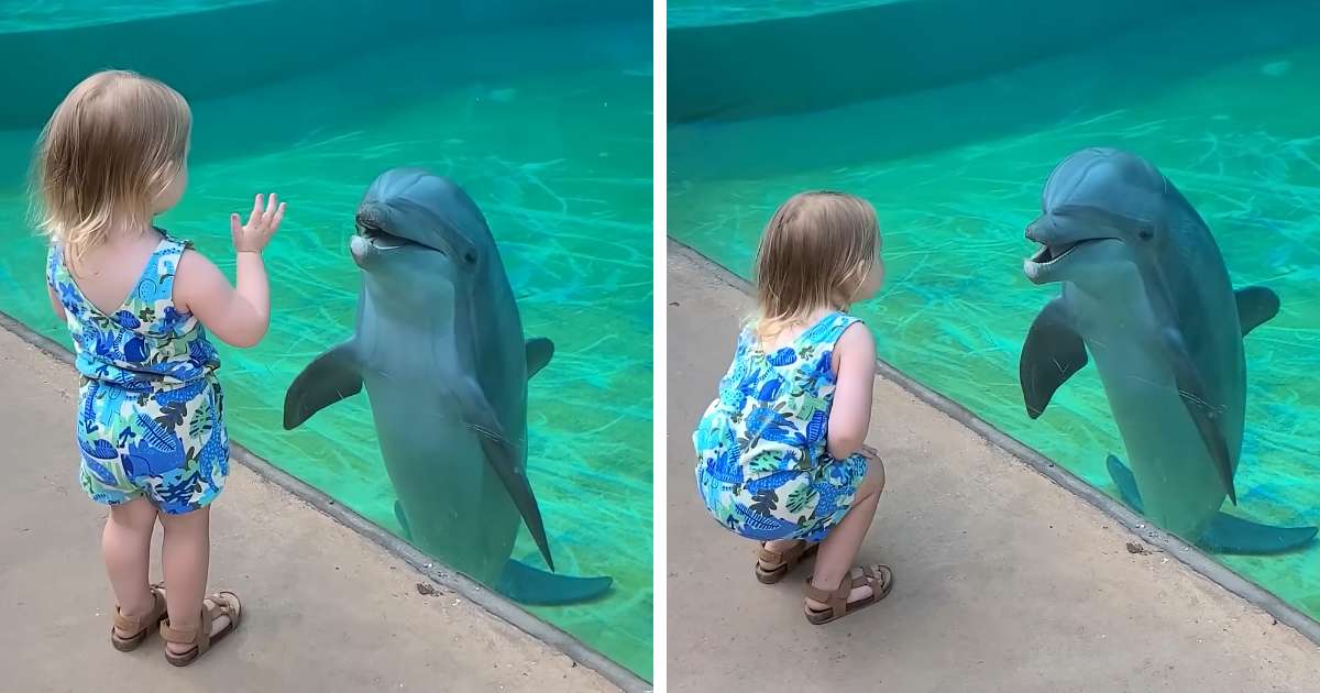 dolphin talks to toddler mississippi aquarium