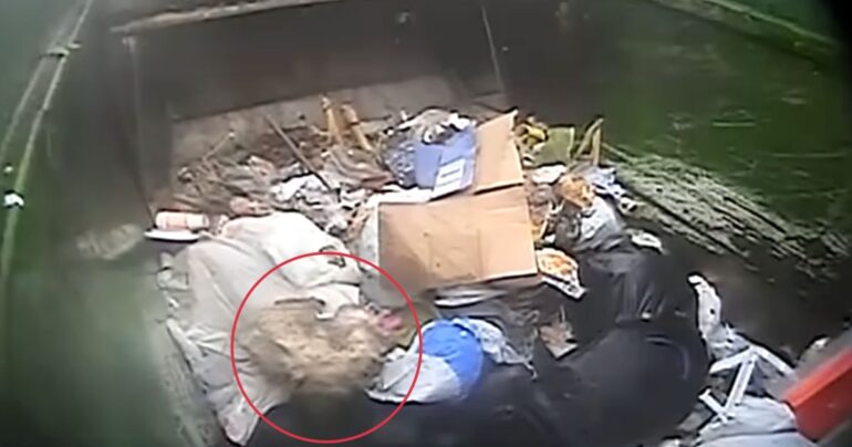 garbage truck driver saves dog trash