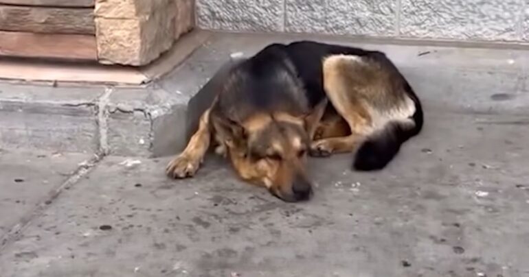 german shepherd waits outside walmart