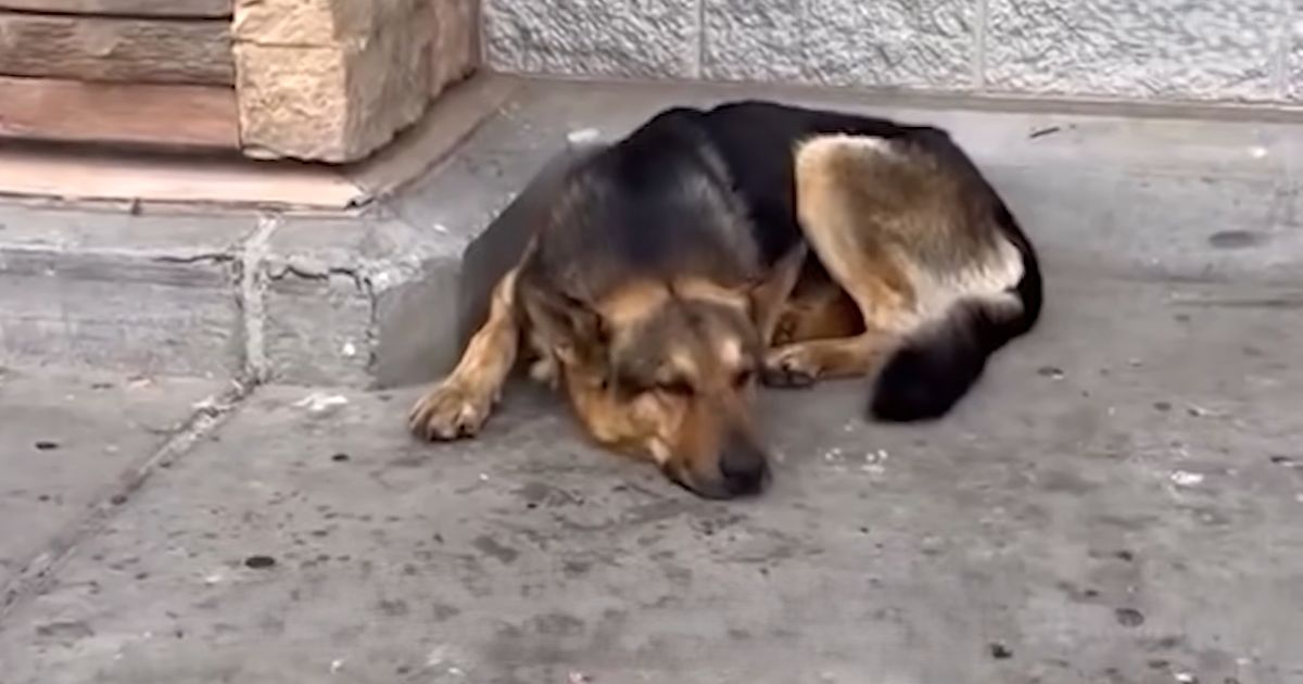 german shepherd waits outside walmart