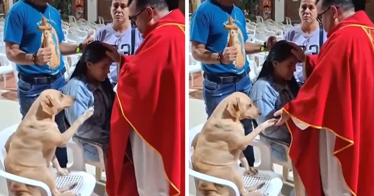 rescue dog prays with priest